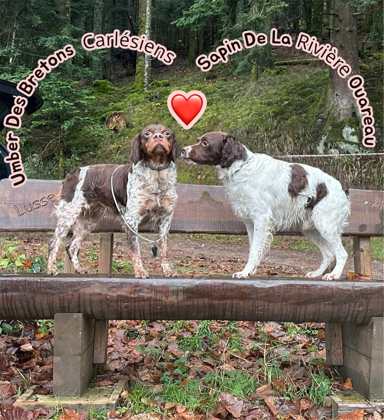 Naissance des chiots à compter du 29/01/2026