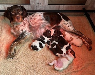 Des Joyaux Miniers - Epagneul Breton - Portée née le 01/02/2026